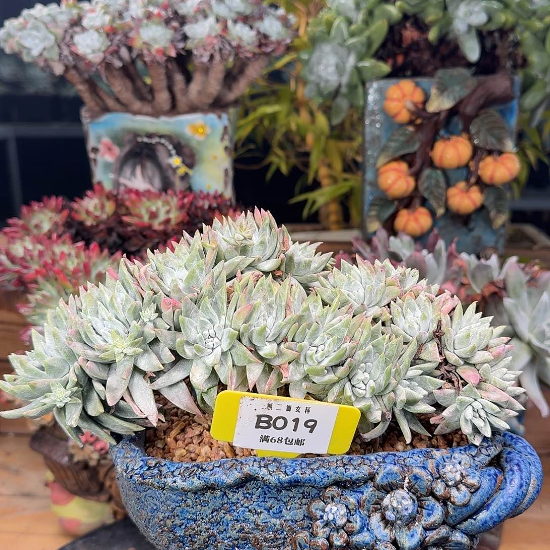多肉植物仙女杯B019