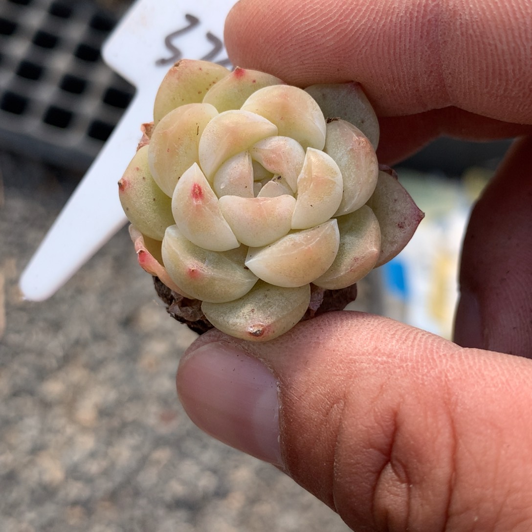 富***鱼325号专拍栀子多肉一个