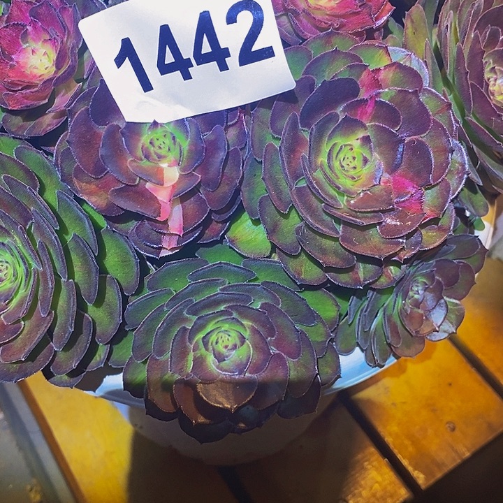 梦***见1442多肉球海王七彩