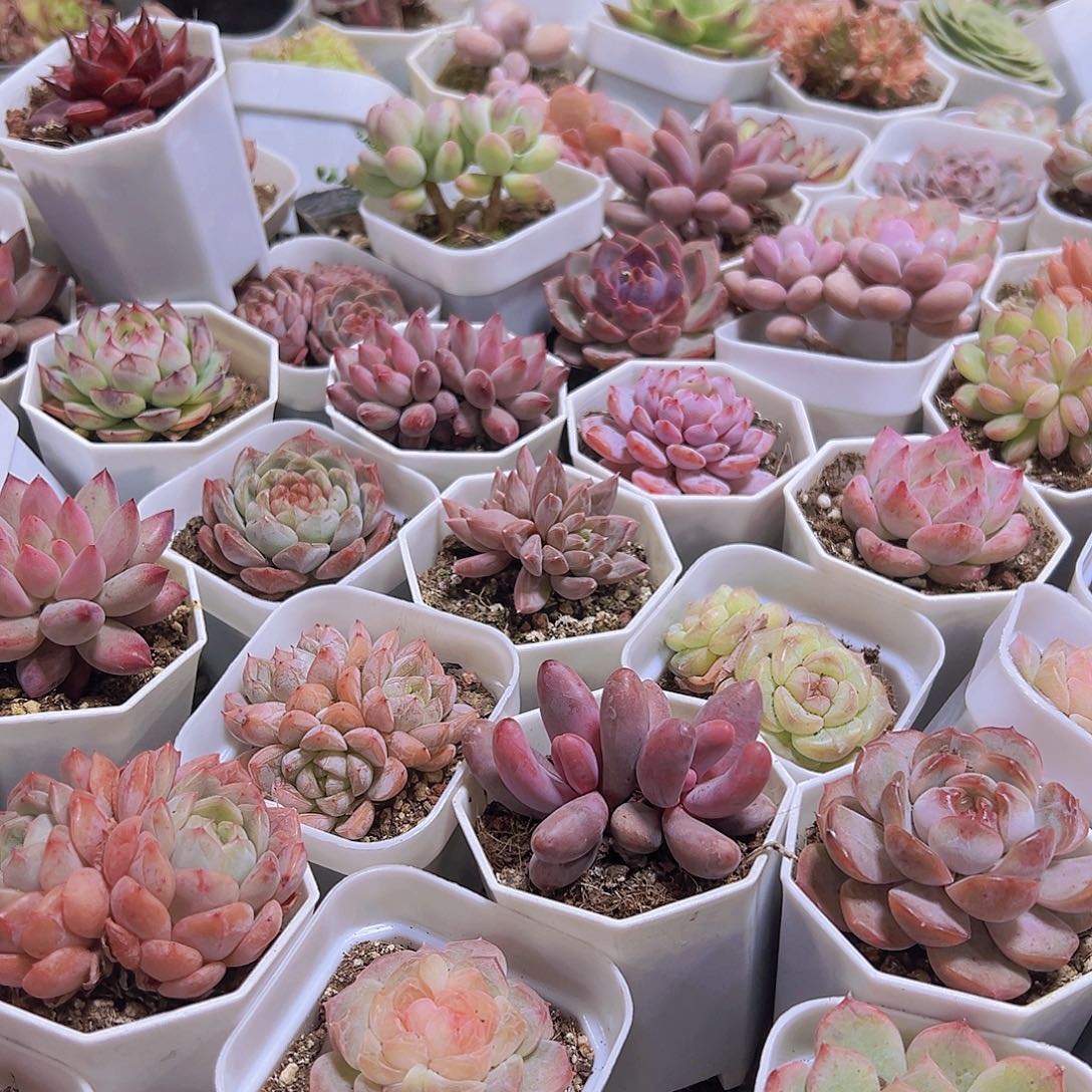 星光珍妮19包邮多肉植物