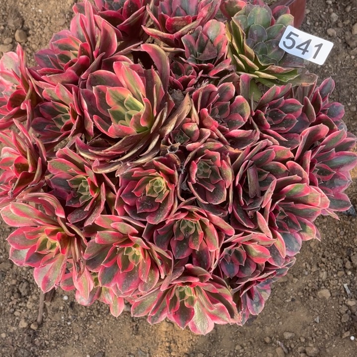 无花朵541女妖多肉植物