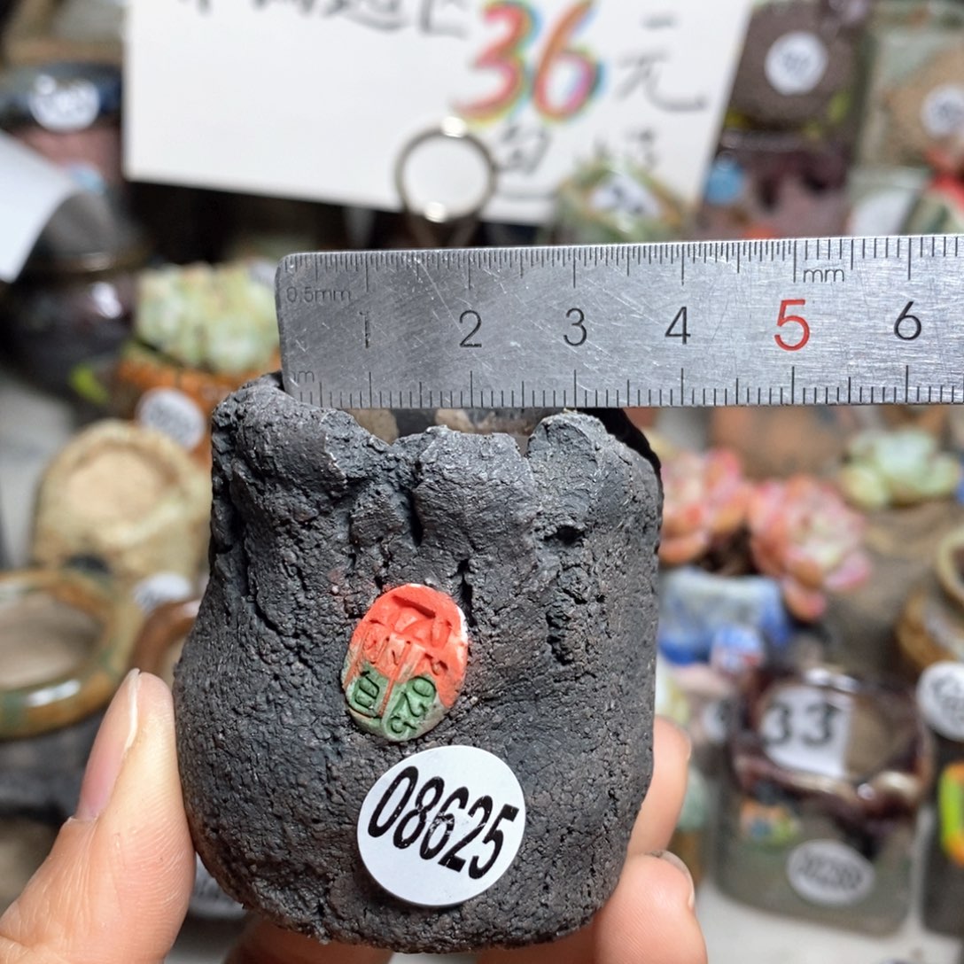 花盆拍2送一个小礼物