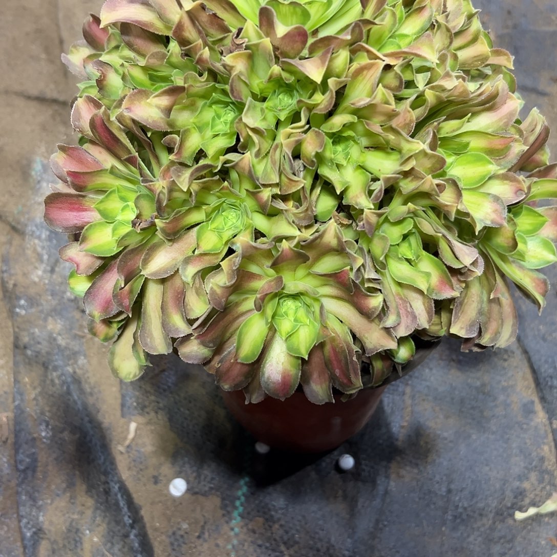 多323肉植物绍花法师