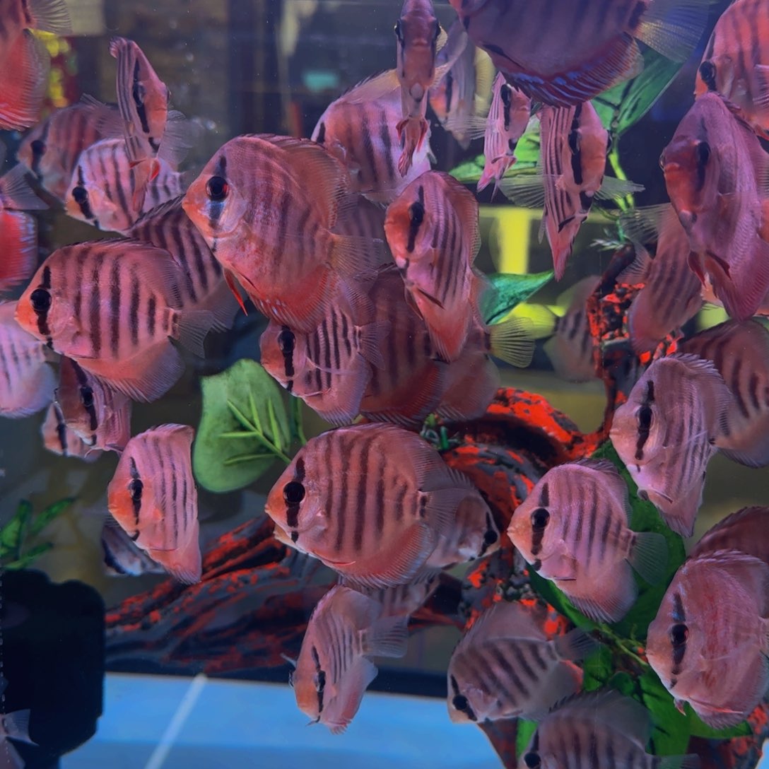 海水七彩神仙鱼特隆贝塔