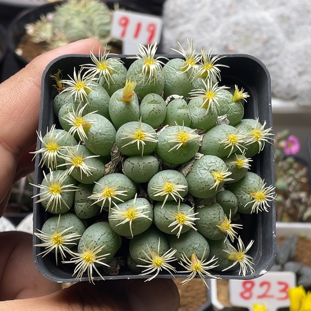 实生猴脸莹光玉 带盆土包邮