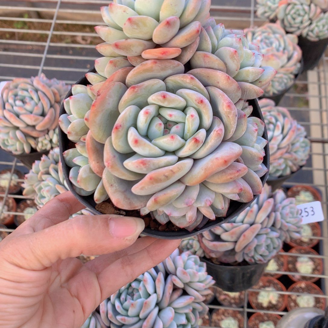 2228多头一个小孩子在等待一