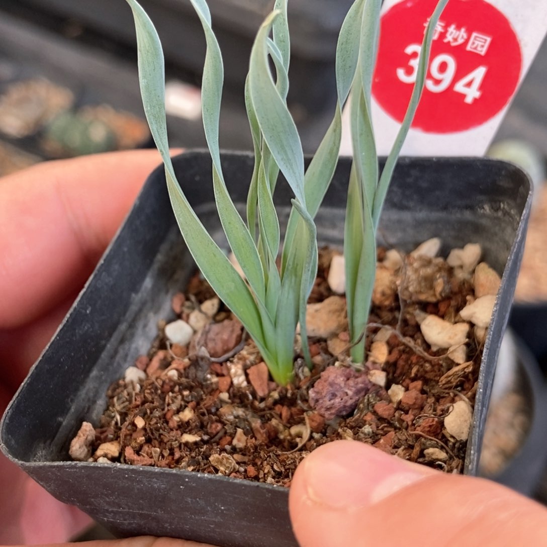 弹簧草一颗仙人球