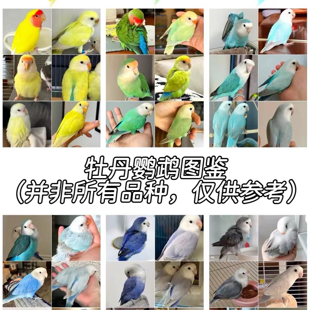 手养牡丹鹦鹉活体幼鸟，一单一拍，盲拍不发。