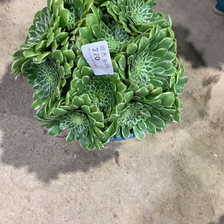270翡翠冰多肉植物