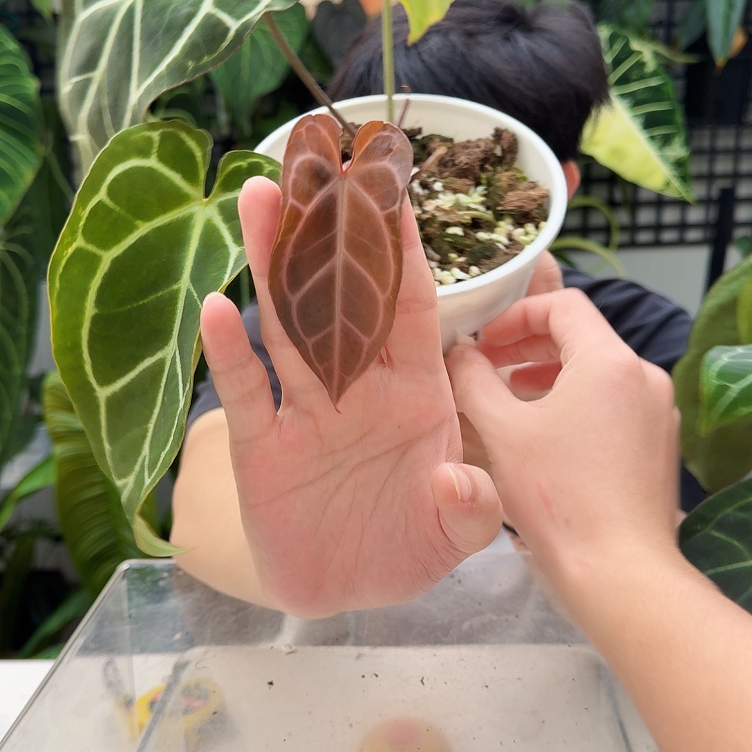 完全开放A18红水晶杂流星杂哥伦比亚