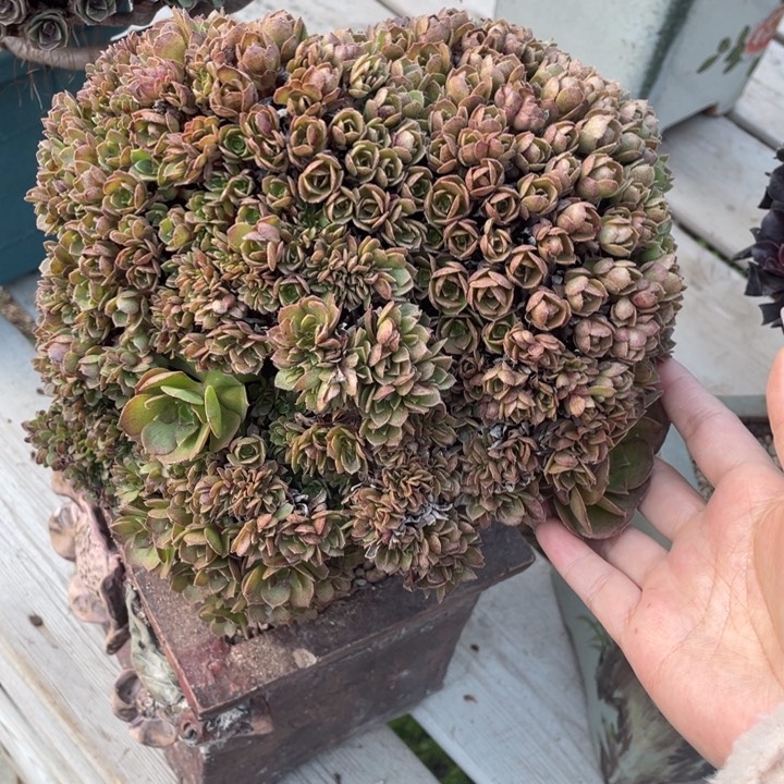 多肉都可以驾驭呀啊