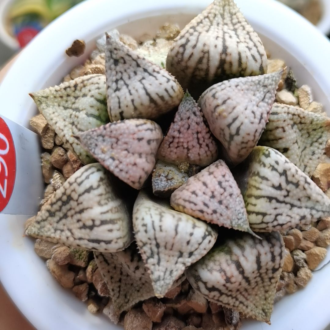 290号实生白银一物一拍带盆土发货