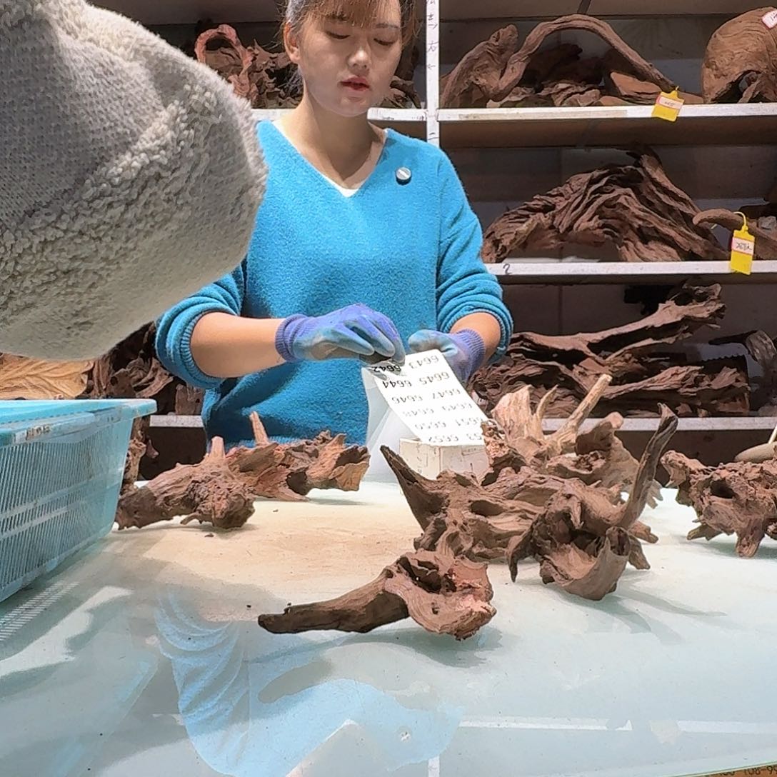 倍褚沉木不包损必褪色淇**贝6640紫柚小货