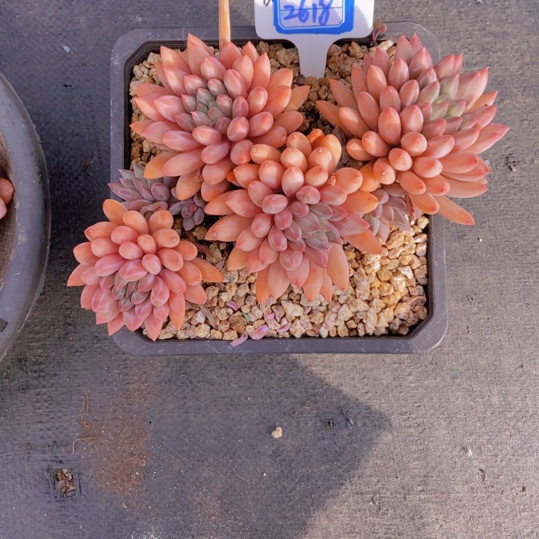 心***风2618所罗门群一颗