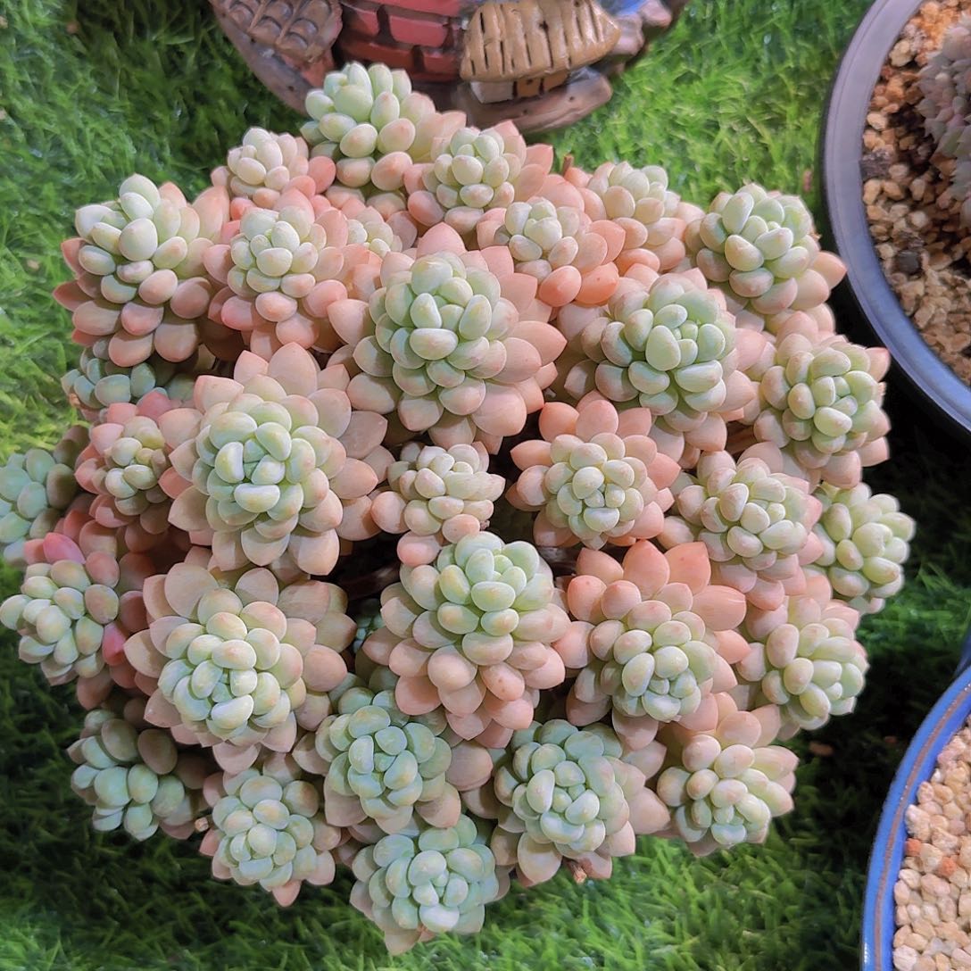 梦姐专拍一物一拍