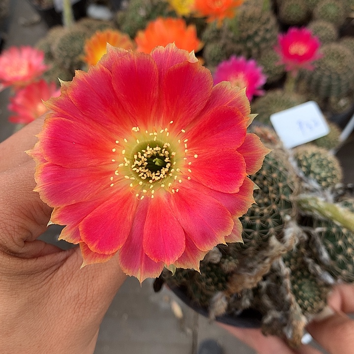 932 落地自根丽花10厘米盆