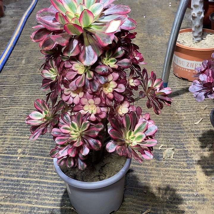 10，香奈儿1246789900000