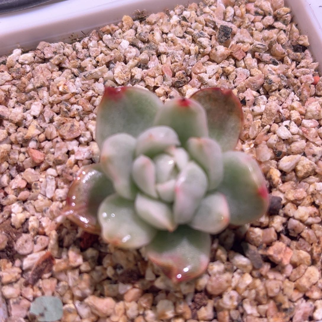 多肉特价卡门锦有根