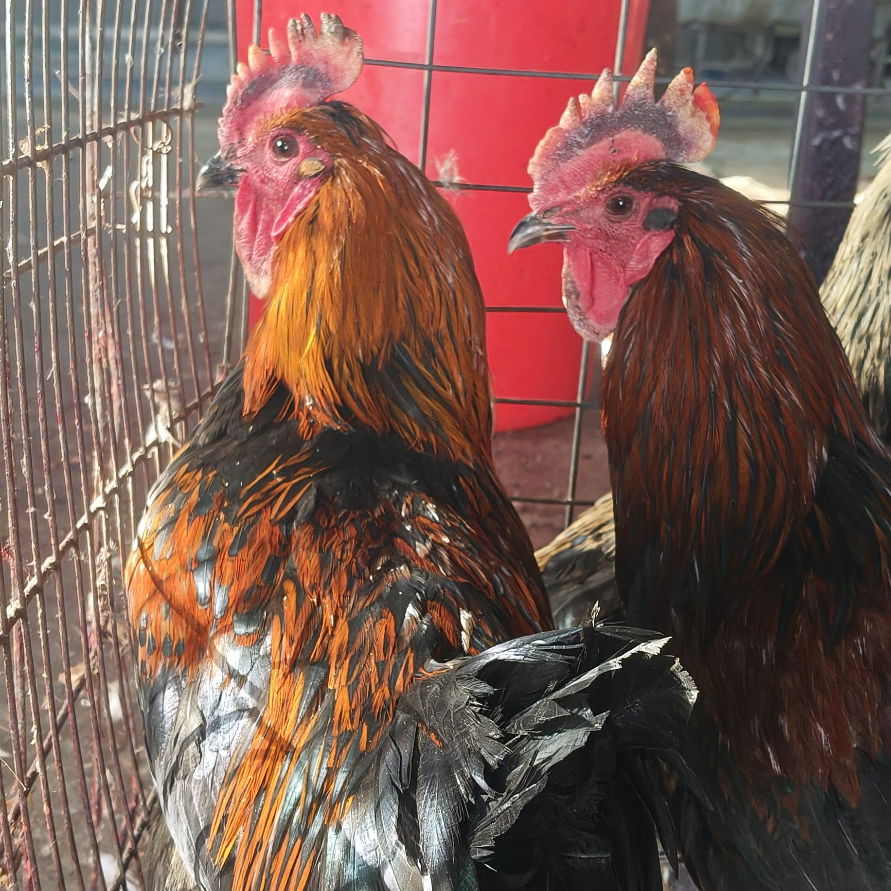 农村散养，柴公鸡，纯粮喂养，坏了包赔净重3.7斤到4斤