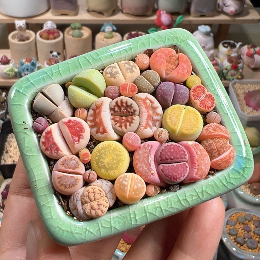 多肉植物136号生石花