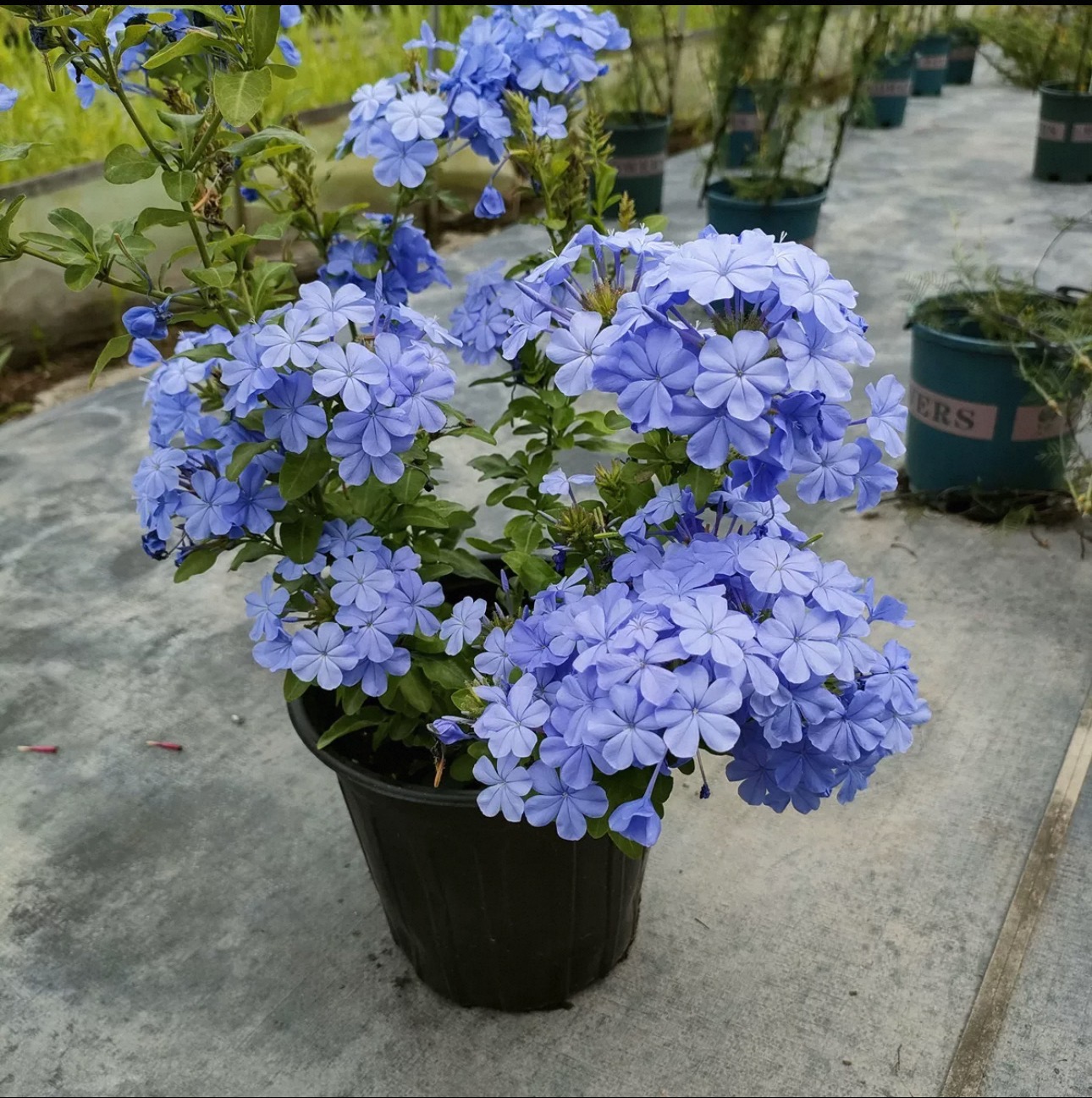 两盆！蓝雪花盆栽耐热耐晒好养易爆花适合阳台庭院种植