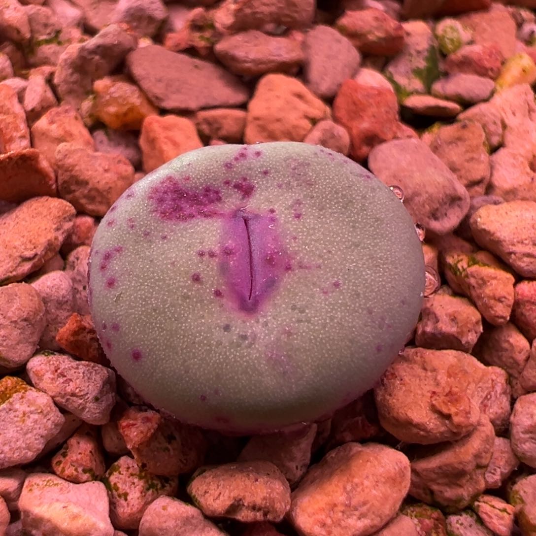 340。优选k嘴大嘴巴