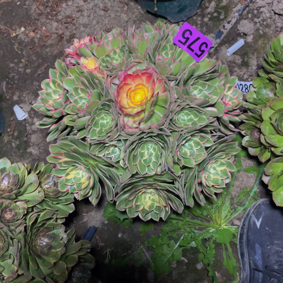 海燕法师26///////21包邮