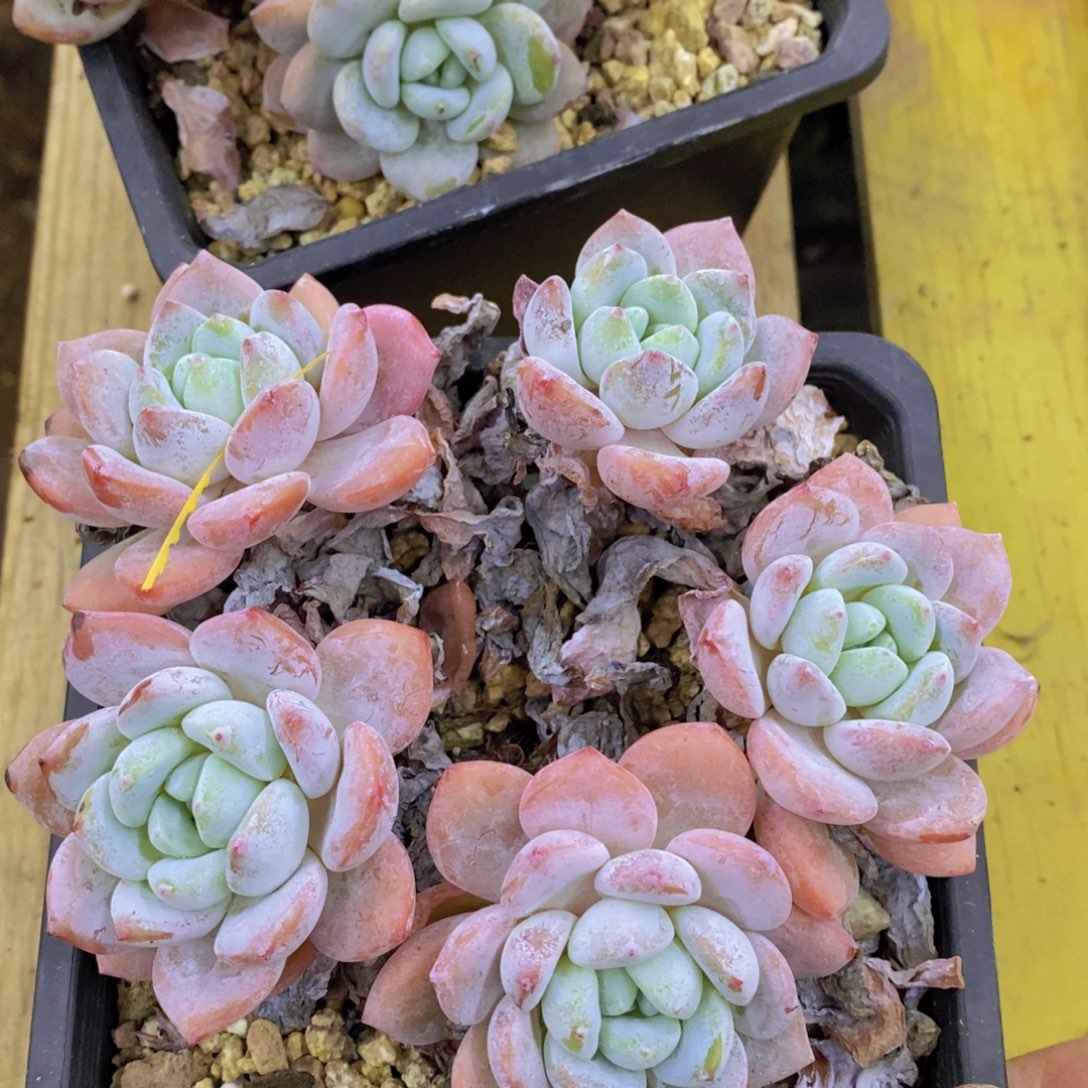 双十一场，11.10晚上