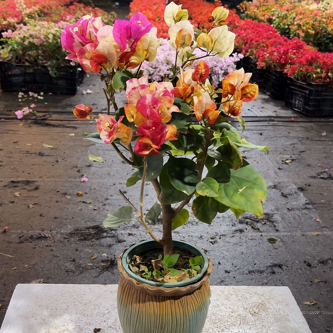 大部分花苞少量开放哪吒掌中宝一颗