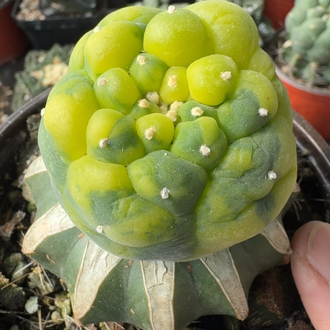 【闪购商品】大尤皱尤鲜锦918