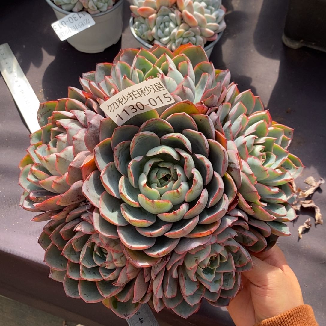 两单包邮1130-15赫拉