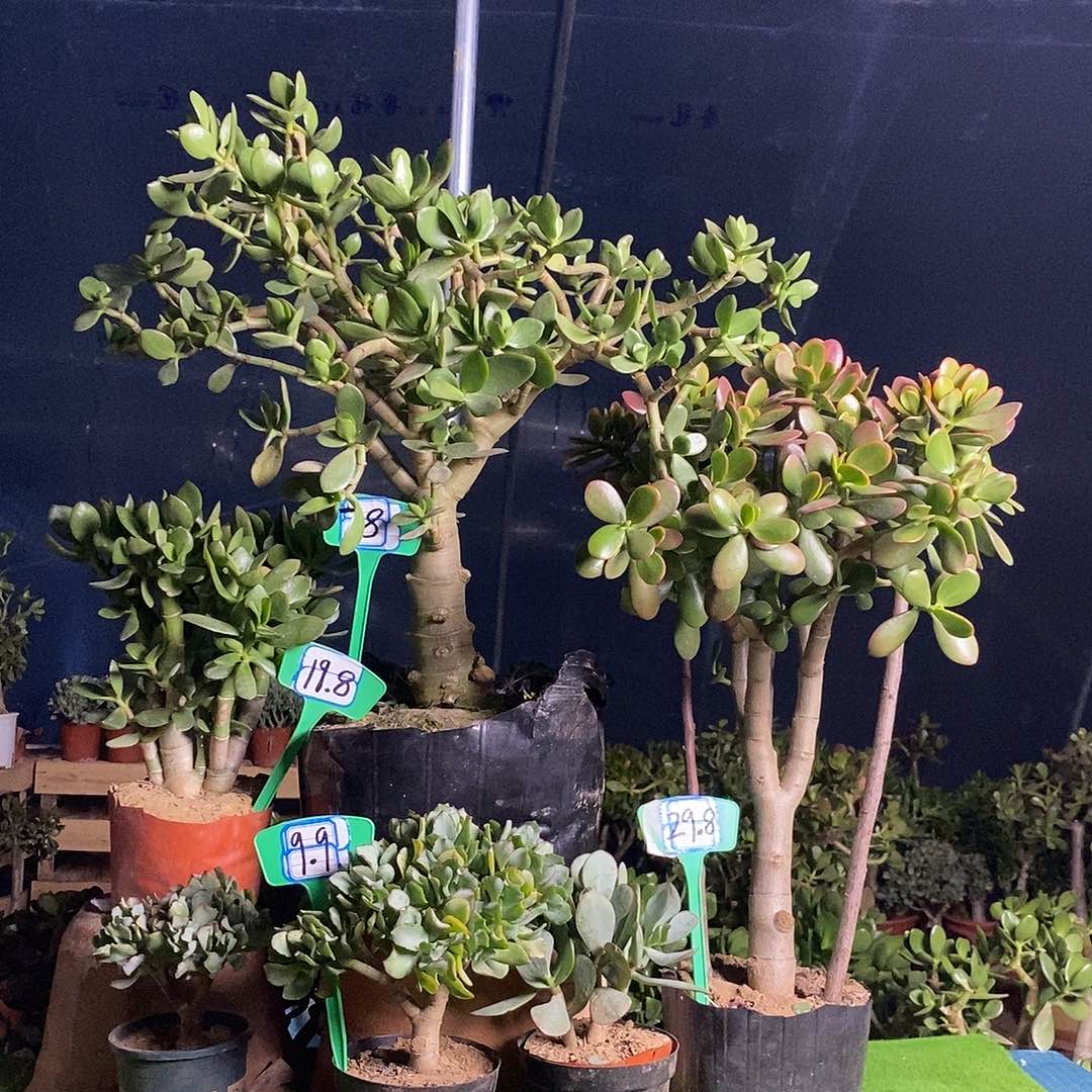 C***H完全开放黄金花月独杆一物一拍