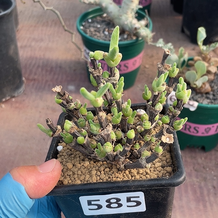 585枝干兔子老桩植物