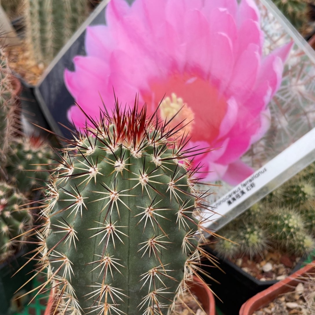 鹿角柱实生仙人球幻虾