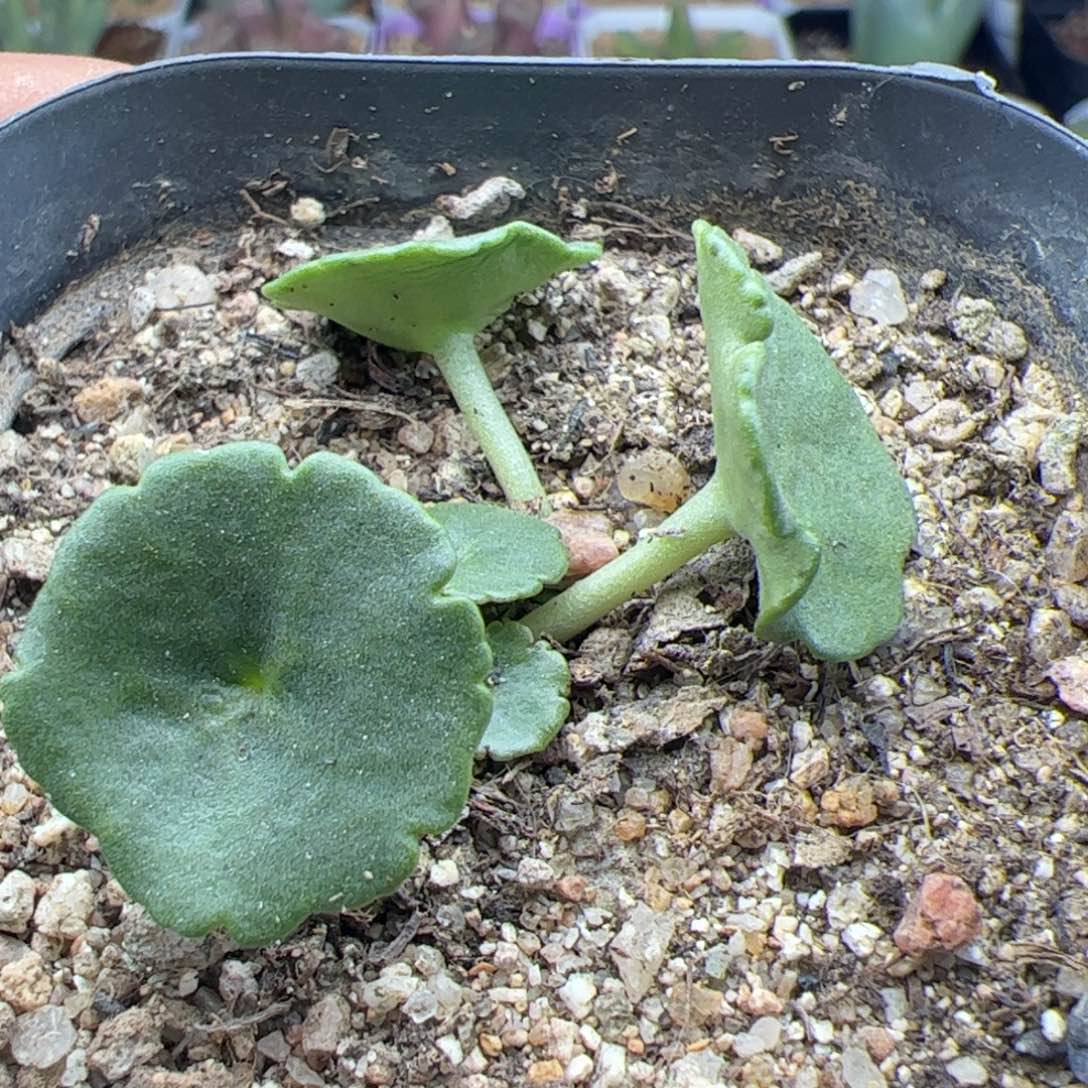 大家过年好22286