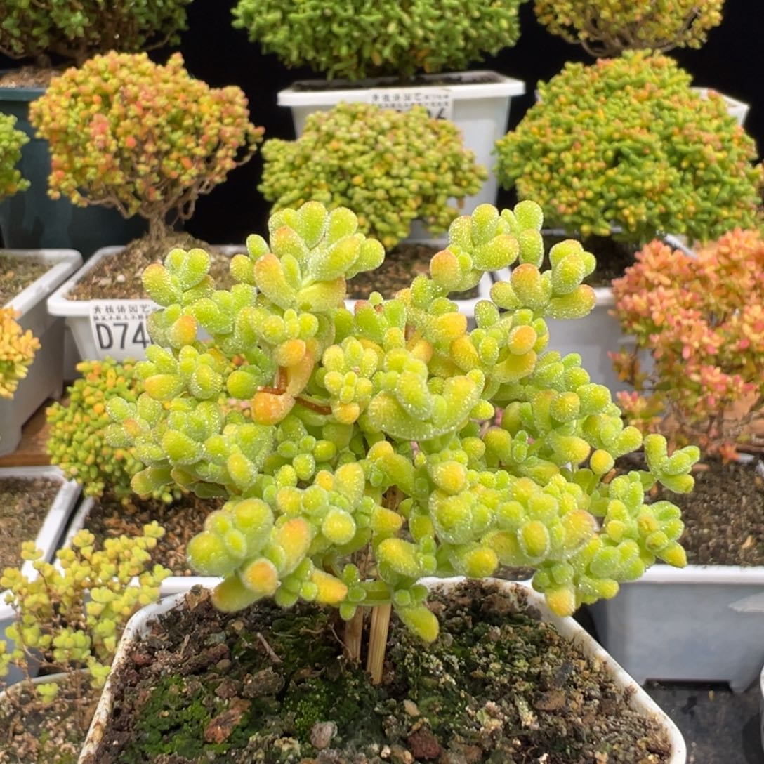 梨***、D7493黄金莱斯枝干