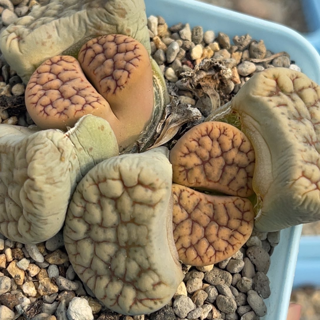 8739双头舞岚母本一颗