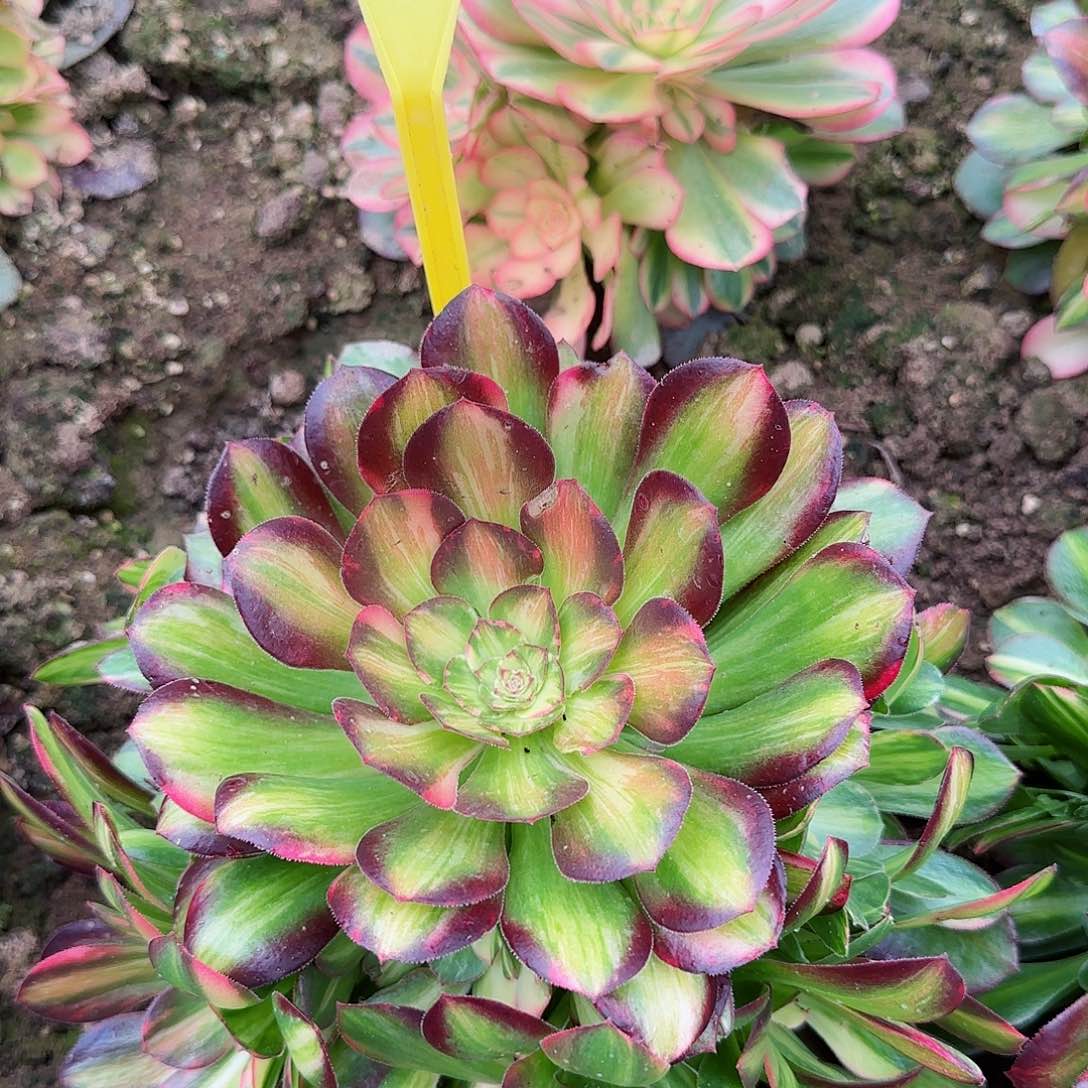 5-38---多头多肉植物