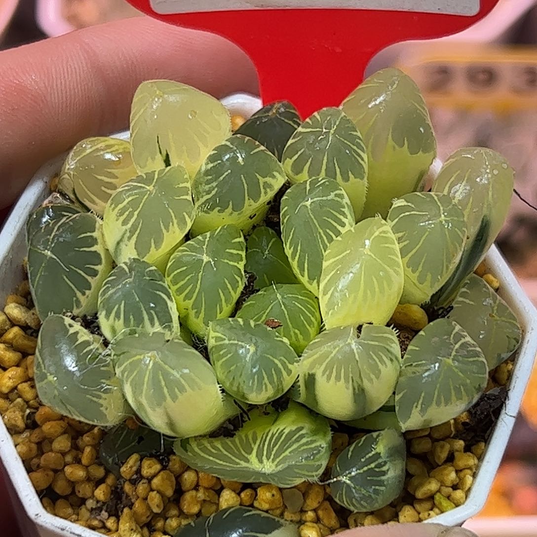 糊斑夏沐锦十二卷多肉植物