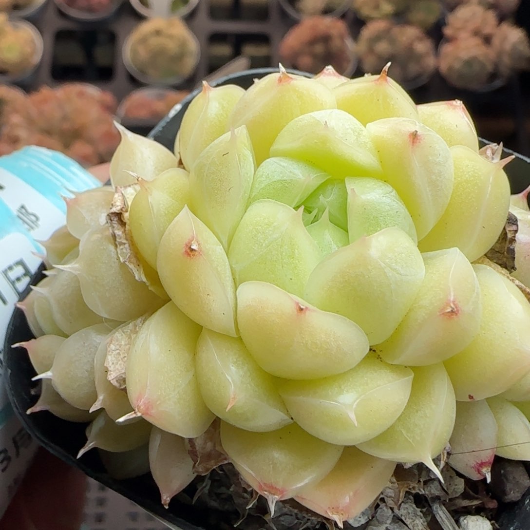 花语逸镜0311-414