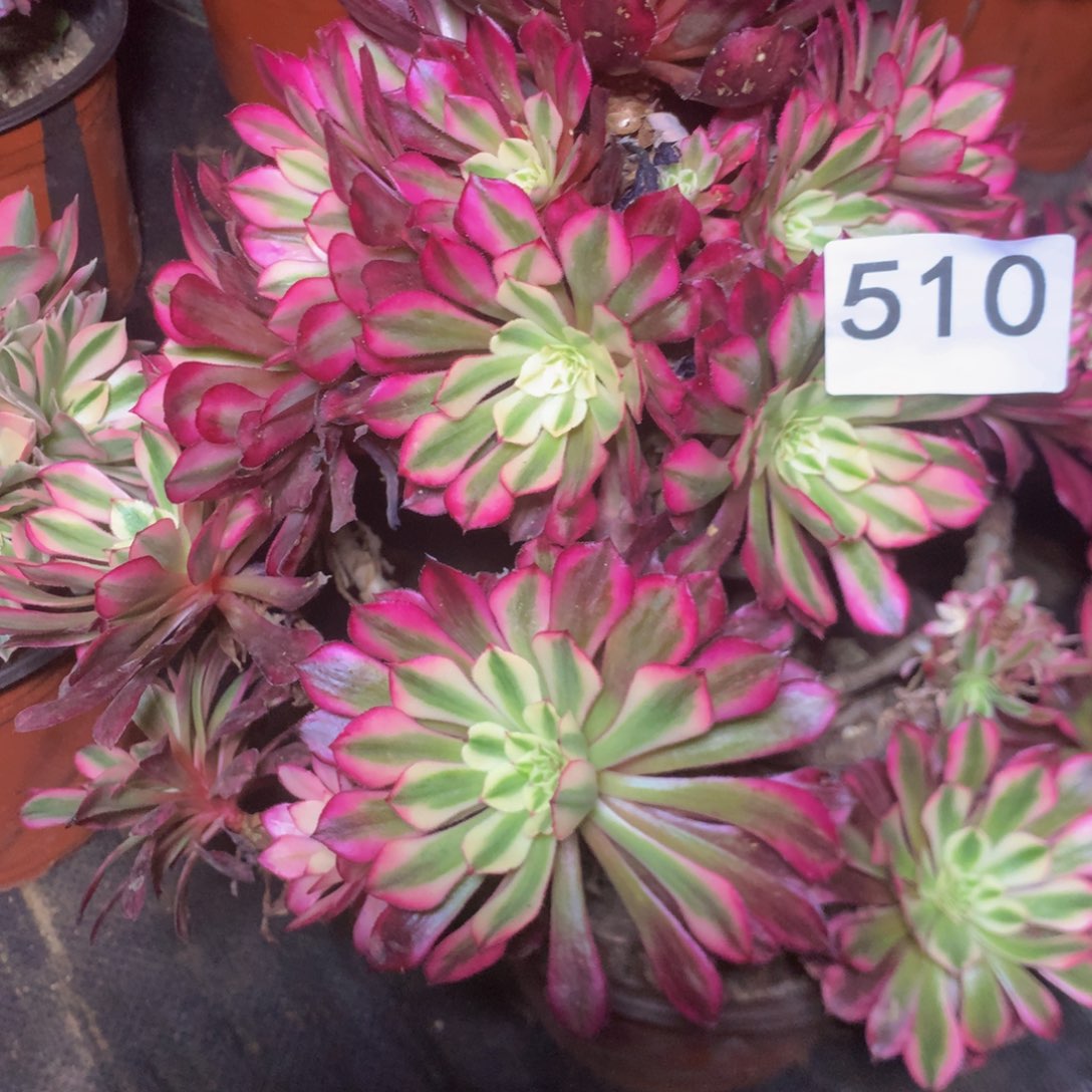 510红白多肉植物