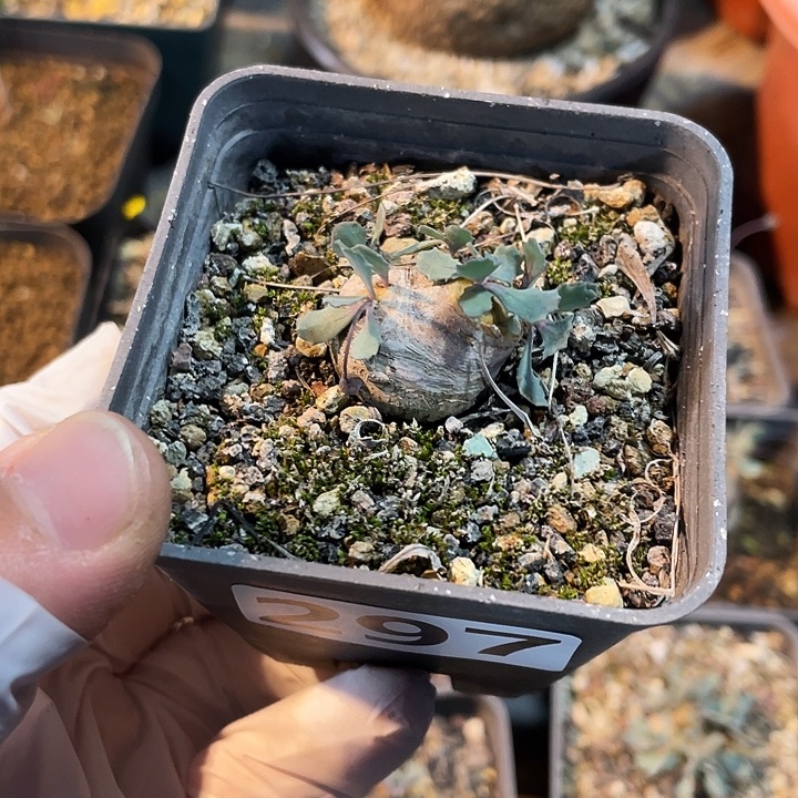 297产地格加厚墩菊