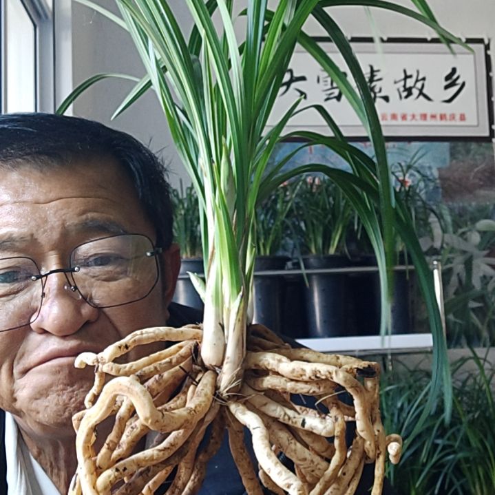 完全开放莲瓣兰石鼓大雪素