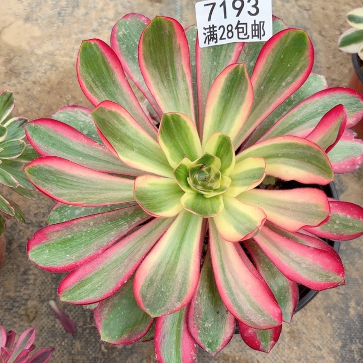 B.  7193红魔女多肉