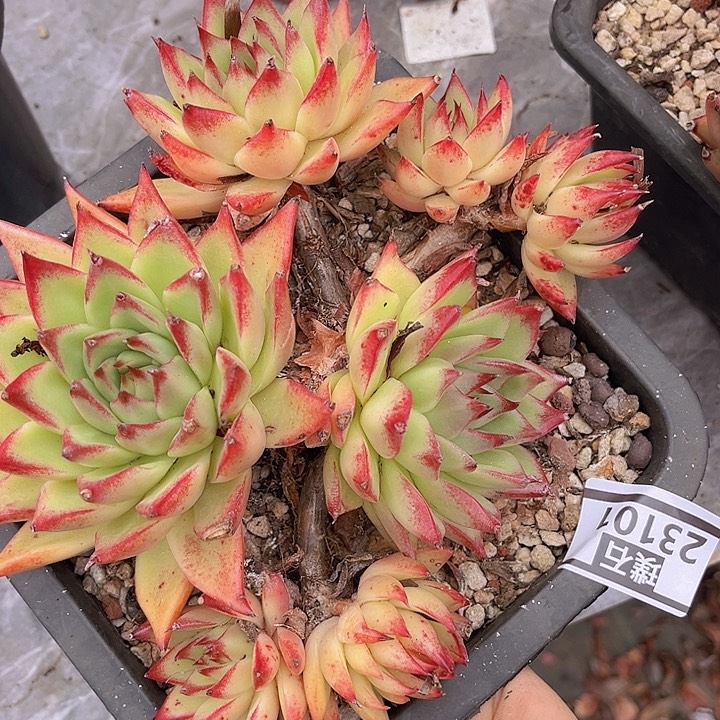 红枫23101多肉植物