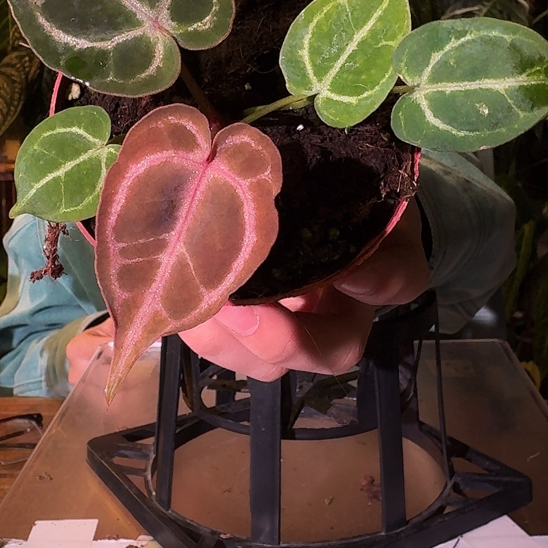 不开花植物A47红水晶杂银色闪光