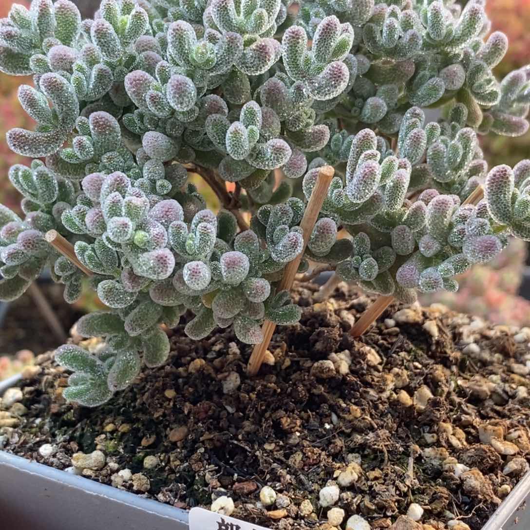 ?****?优选冰晶4849枝干番杏