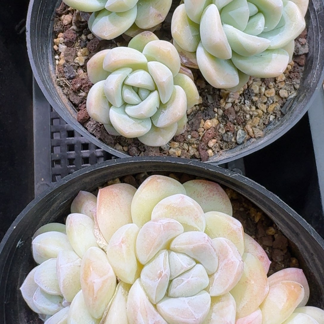 69 号到手1框，江北多肉