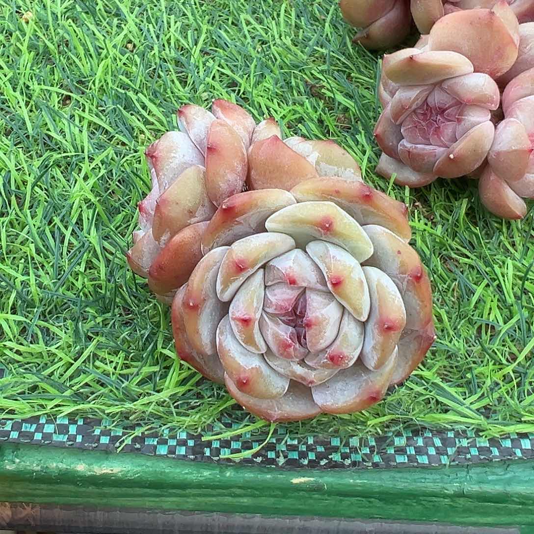 啊石榴籽星影小树福利