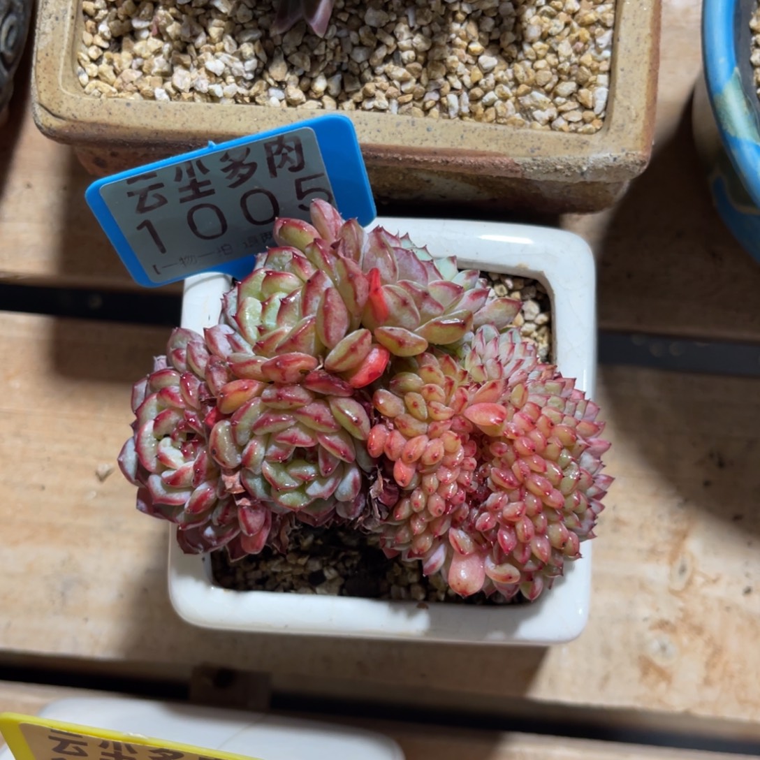 土***记云尘多肉一物一拍不含盆1005